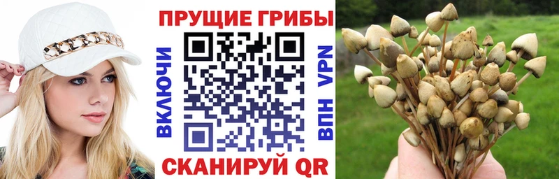 Галлюциногенные грибы мицелий сколько стоит Петров Вал
